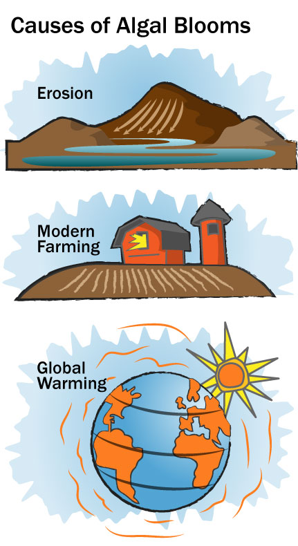 Causes of Algal blooms